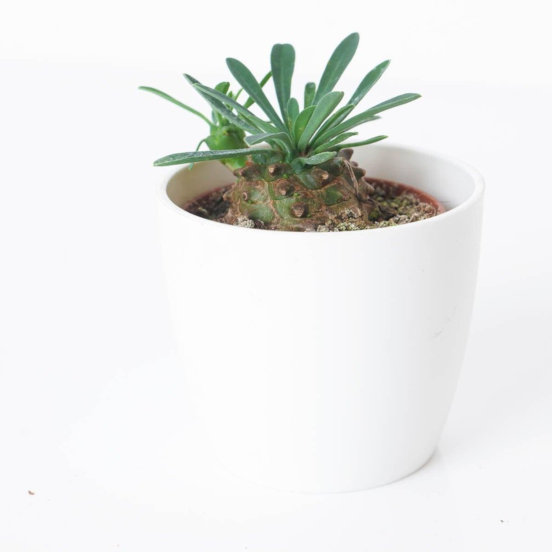 Euphorbia bupleurifolia|5.5cm