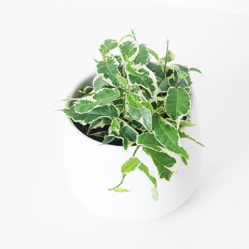 Ficus sagittata ‘Radicans’ Variegated