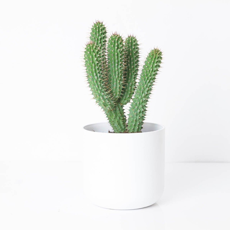Hoodia gordonii|10.5cm