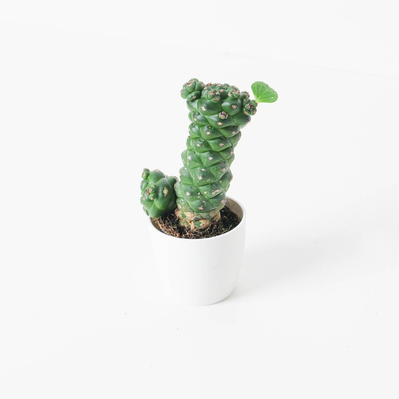 Monadenium ritchiei|6cm|17cm