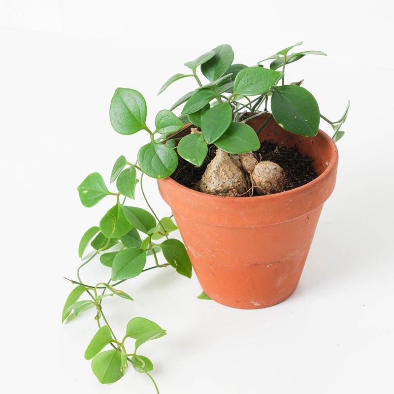 Neoalsomitra sarcophylla|9cm|14cm