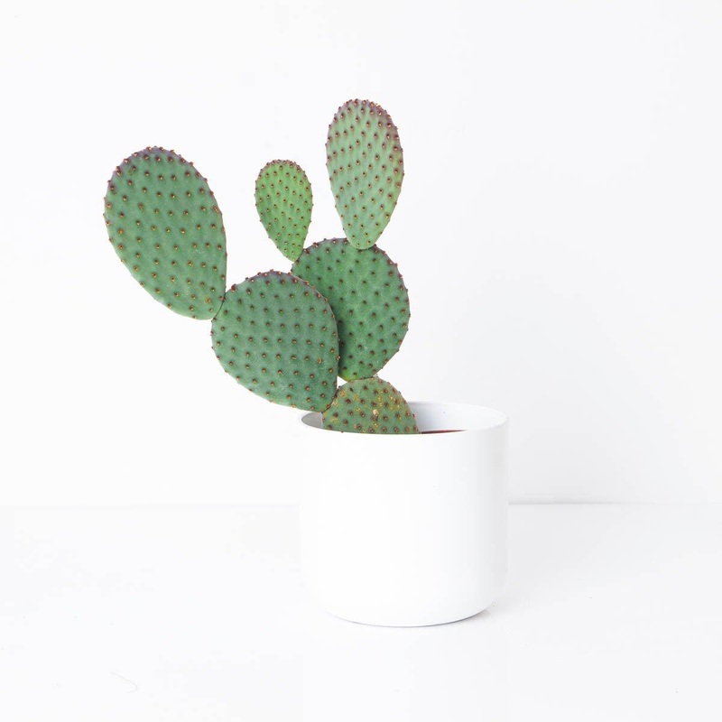 Opuntia macrocalyx|8.5cm|12cm|17cm