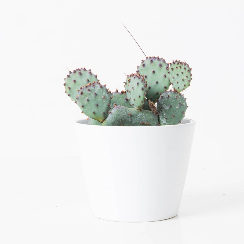 Opuntia violacea|10.5cm