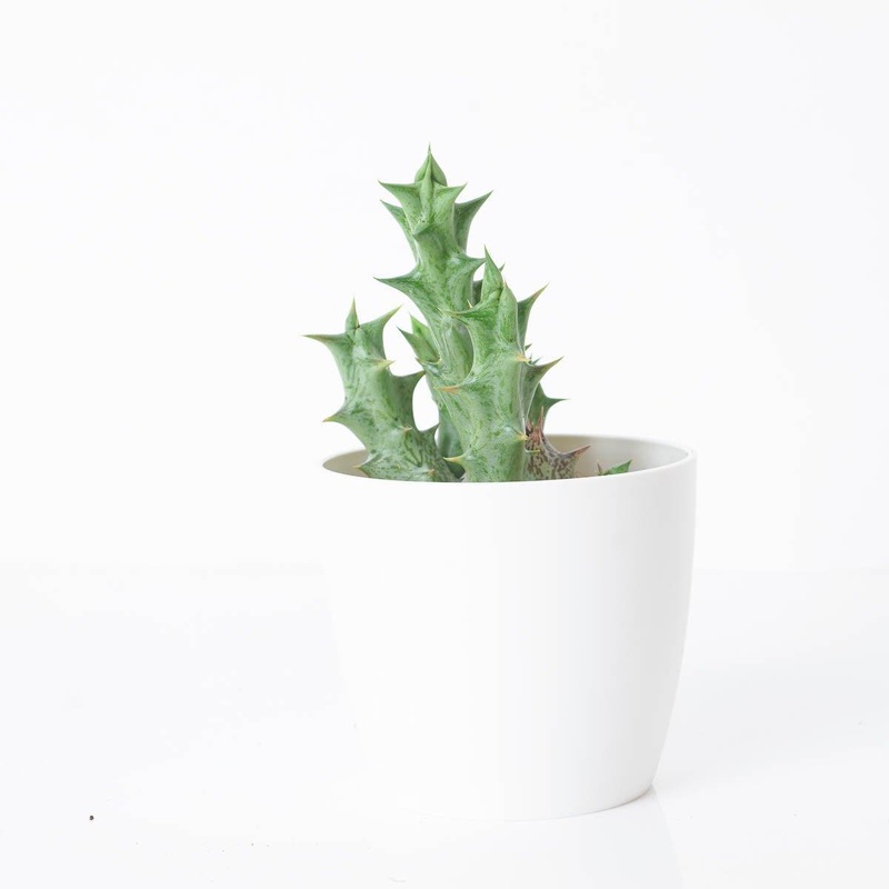 Orbea variegata|8cm
