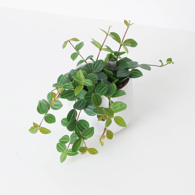 Peperomia angulata Rocco Scuro