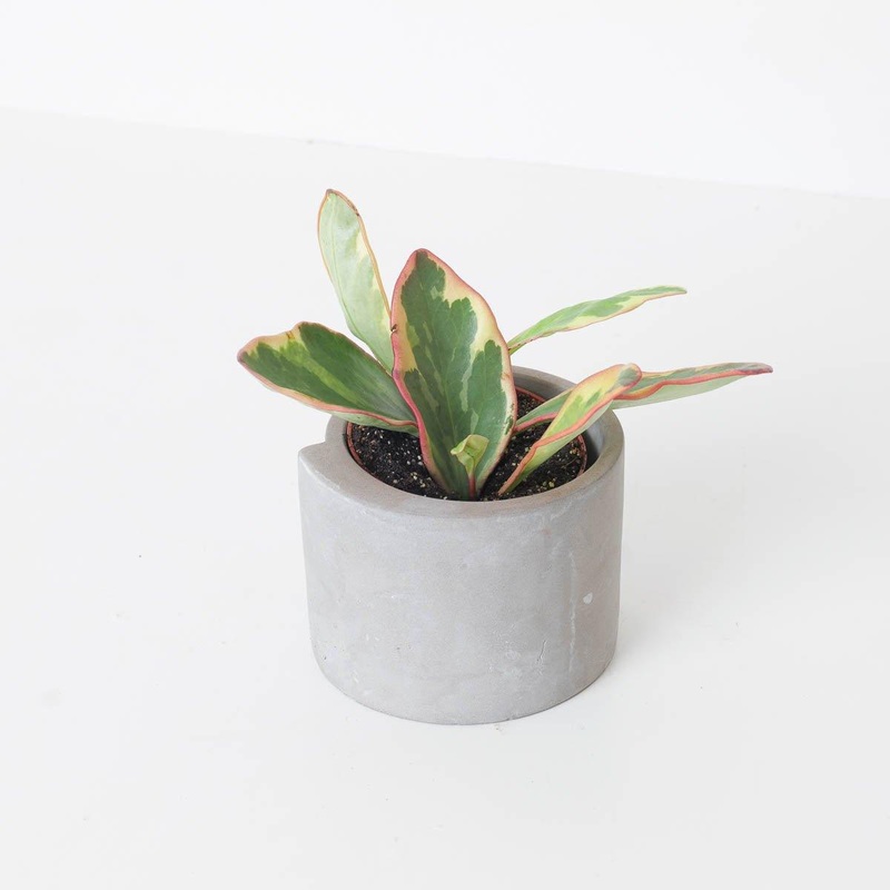 Peperomia clusiifolia Jelly|8.5cm