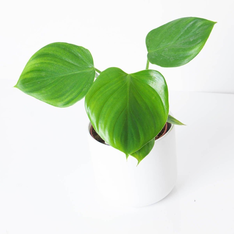Philodendron eximium ‘Pittieri’