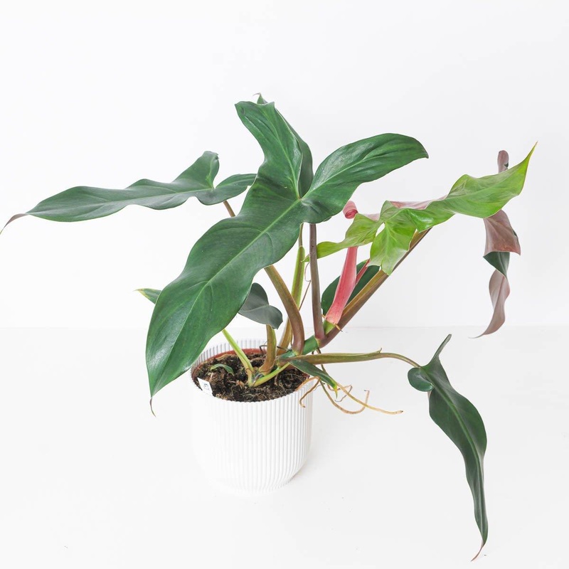 Philodendron mexicanum|15cm|15cm Prop|9cm