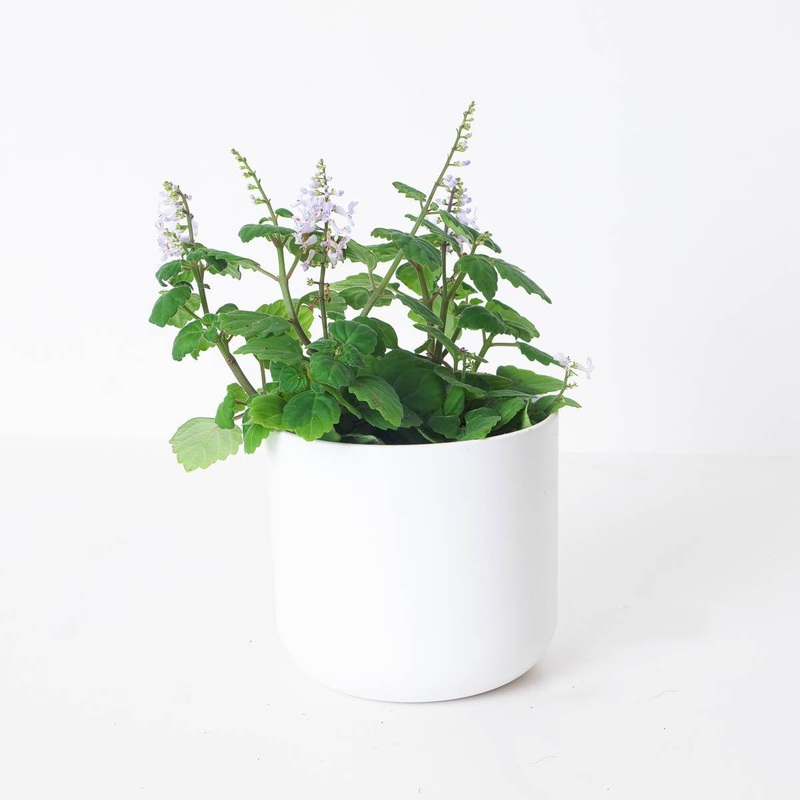 Plectranthus ernestii ‘Mint’|13cm