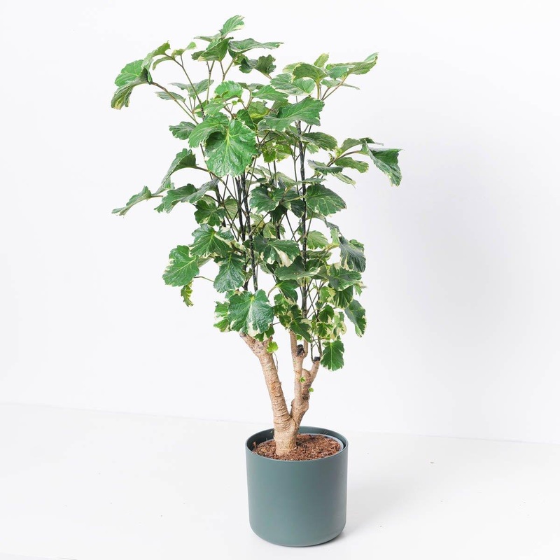Polyscias balfouriana|17cm