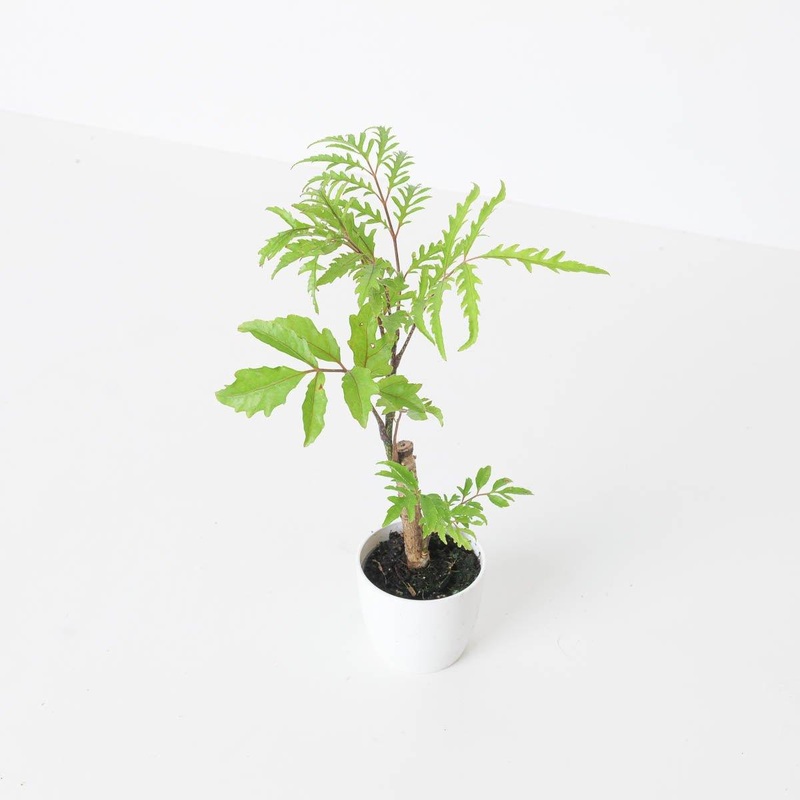 Polyscias filesifolia|6cm