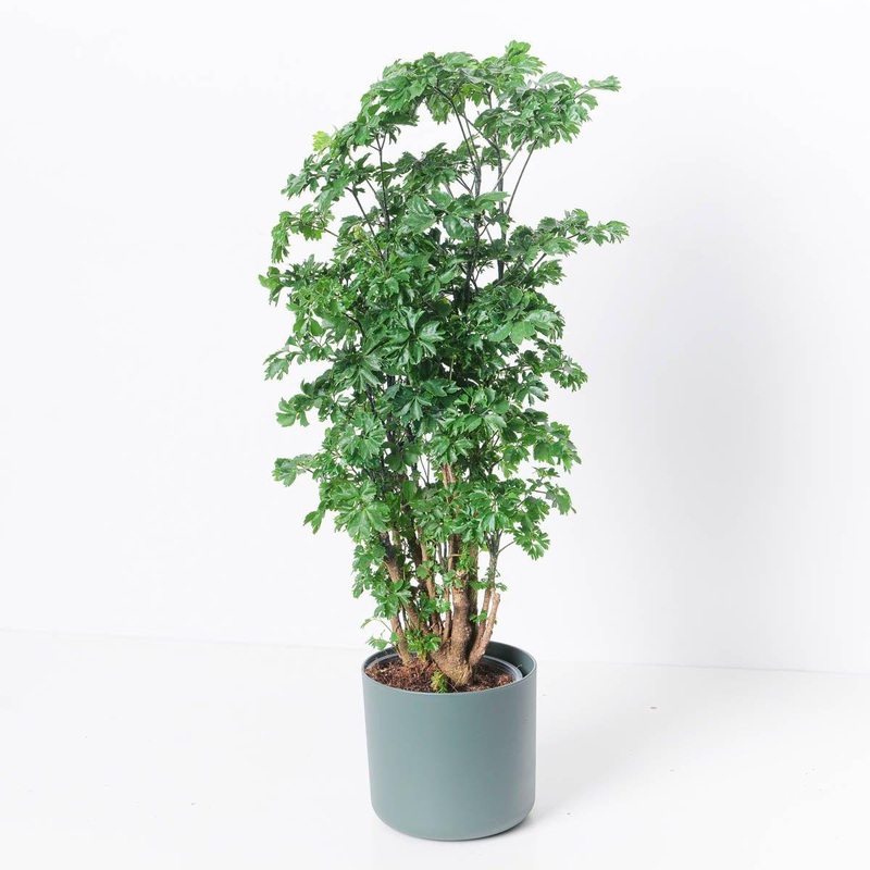 Polyscias Roble|17cm