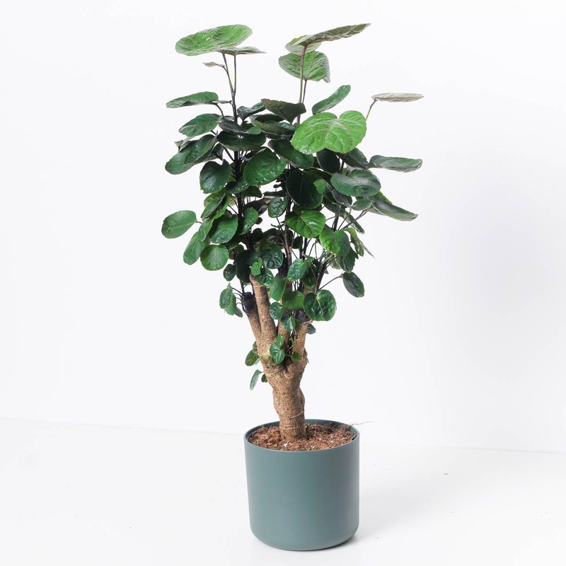 Polyscias scutellaria ‘Fabian’