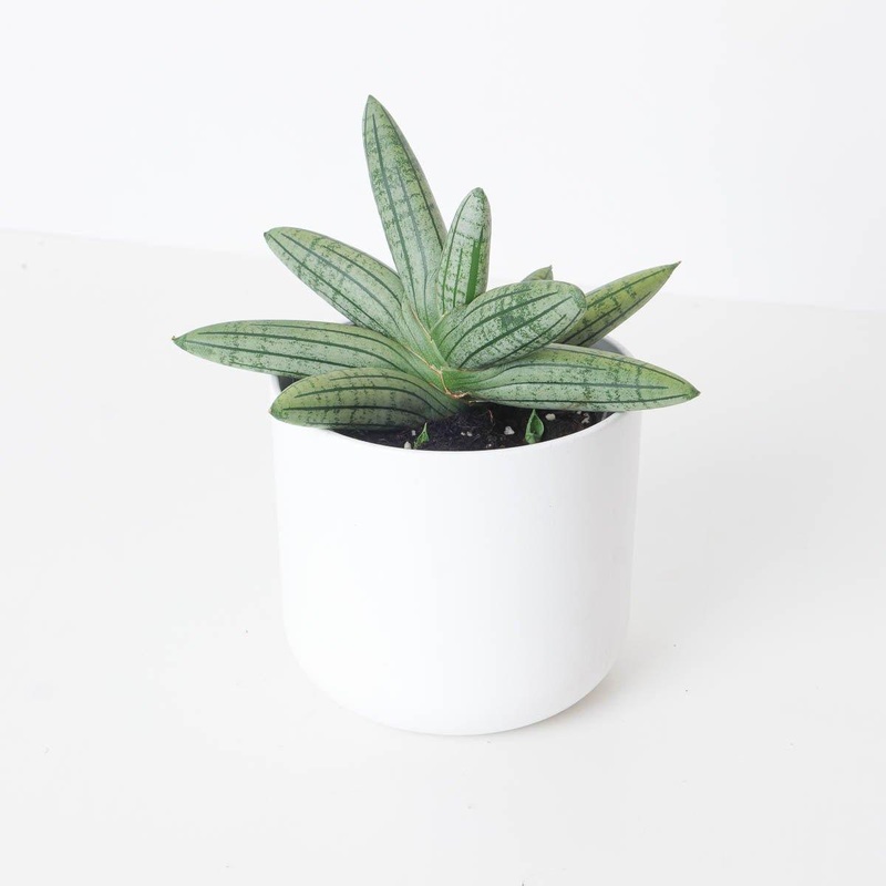 Sansevieria cylindrica ‘Inti Glory’