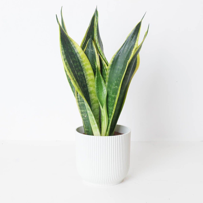 Sansevieria Golden Flame|14cm