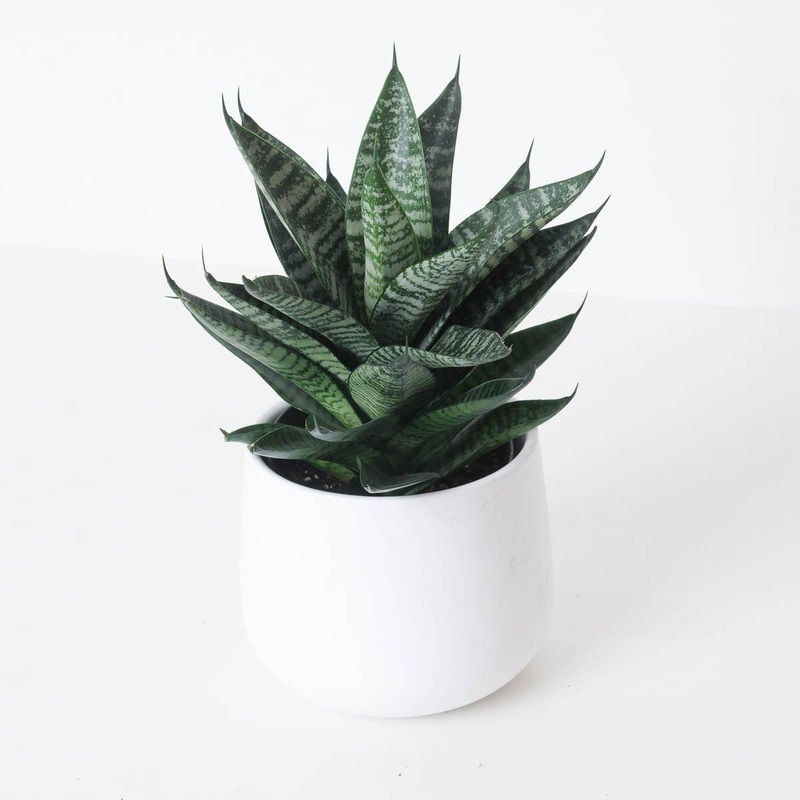 Sansevieria Star Ming Green Marble