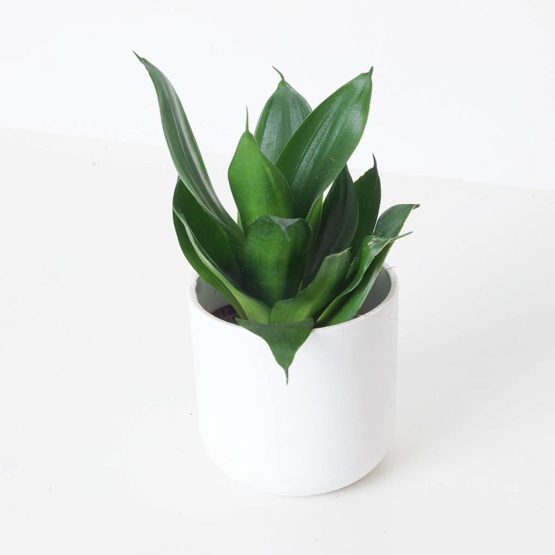 Sansevieria Trifasciata Hahnii Black