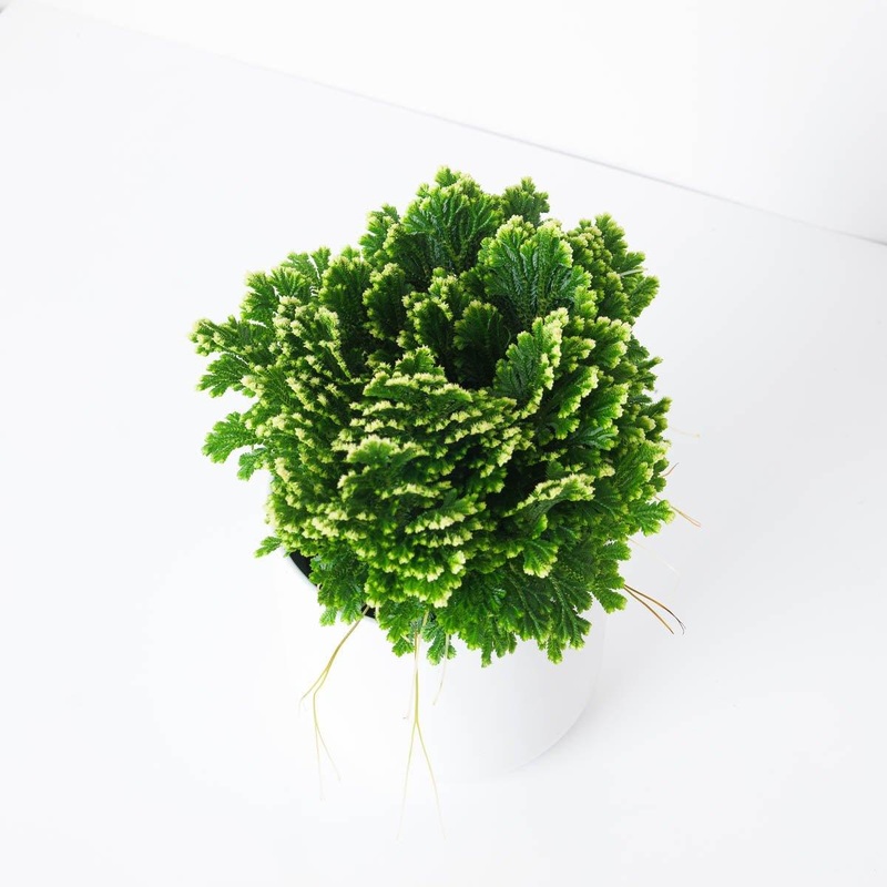 Selaginella martensii ‘Jori’|12cm