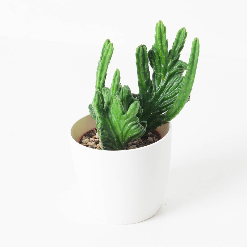 Stapelia leendertziae cristata (Stapeliad)