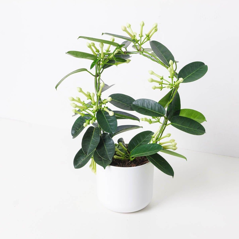 Stephanotis floribunda | Madagascan Jasmine