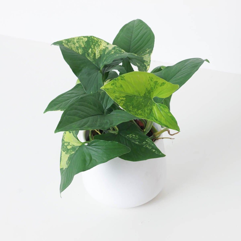 Syngonium Aureua Variegated|12cm