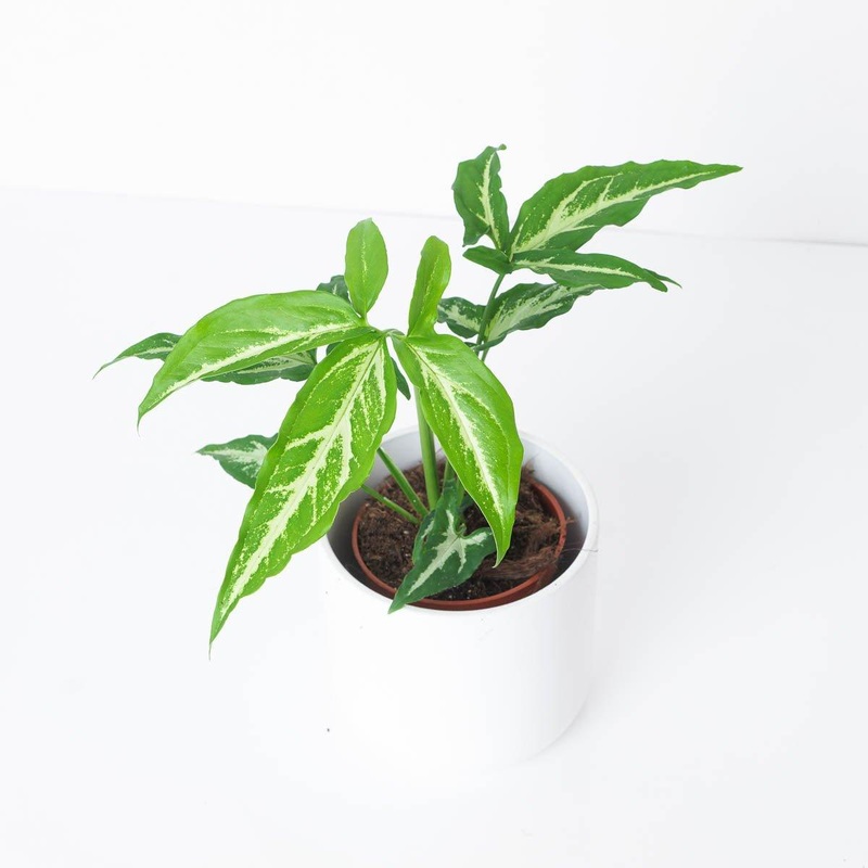 Syngonium ‘Little Star’|9cm