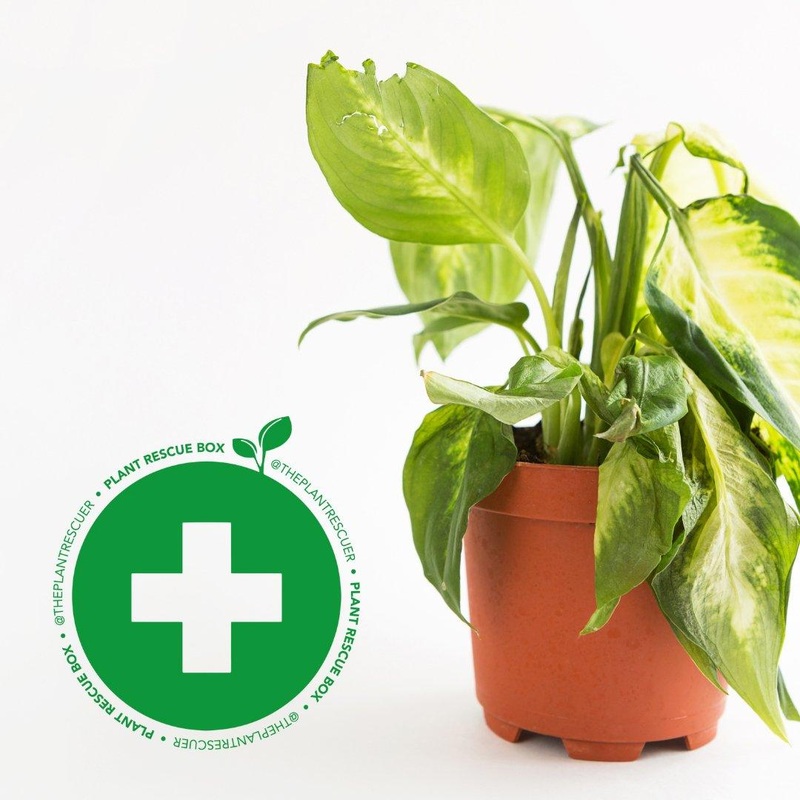 @ThePlantRescuer Rescue Box|Houseplant Edition|Rare Plant Edition|Special Rare Plant Edition|Rare Alocasia Edition|Terrarium Plants|Baby Plant Edition|Tall Plants Edition|Rare Anthurium Plant Edition|Rescue Box|Imperfect Box