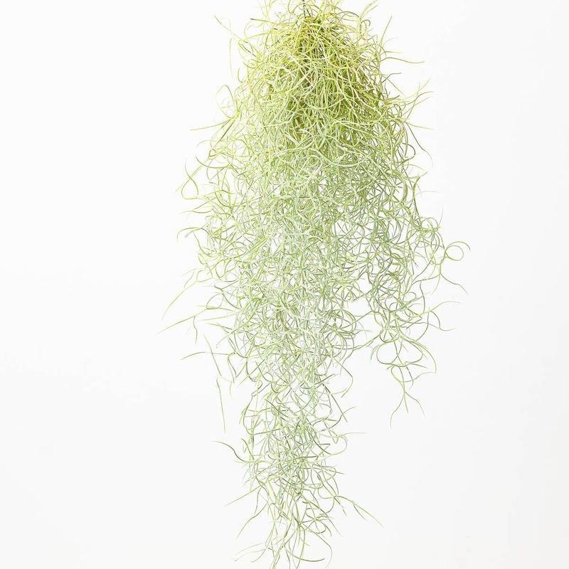 Tillandsia Usenoides | Spanish Moss