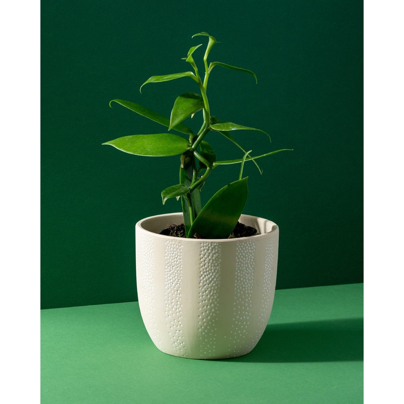 Vanilla Planifolia Orchid Plant | 12cm Pot | House Plant