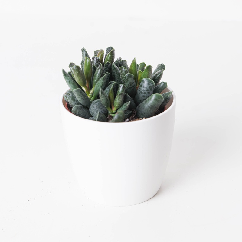 Adromischus cooperii ‘Small Form’