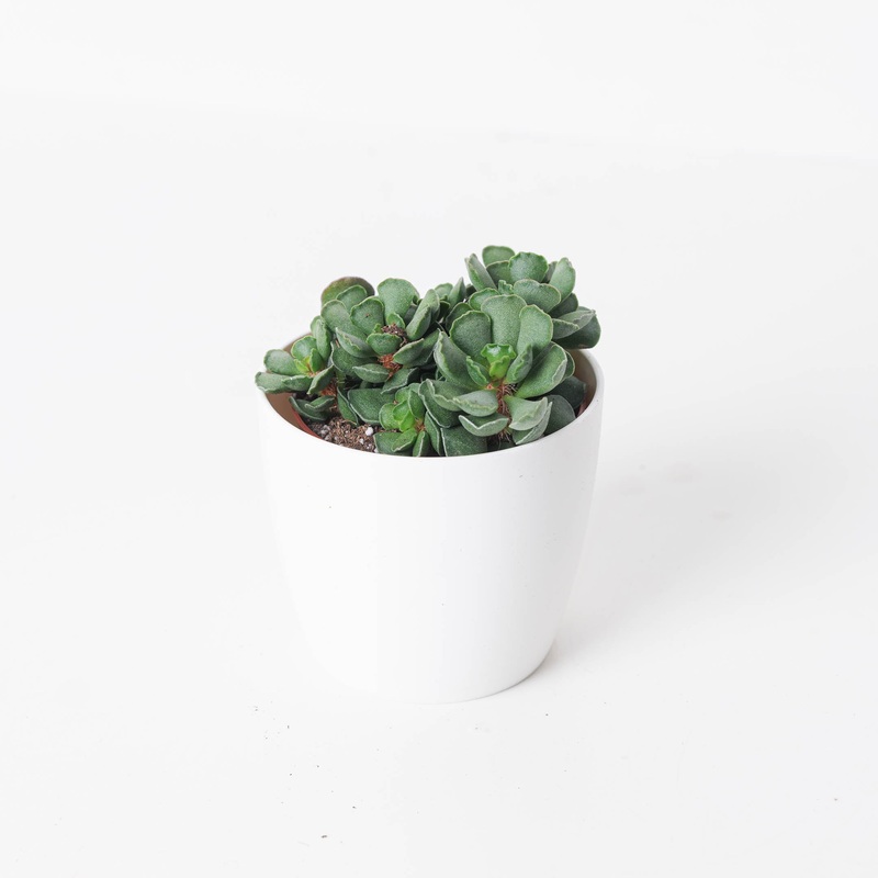 Adromischus cristatus|8.5cm