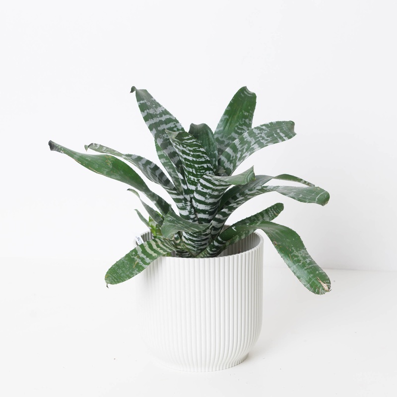 Aechmea Rebecca|12cm