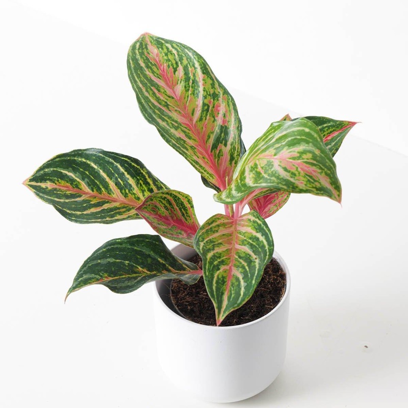Aglaonema ‘Dreamcatcher’|12cm