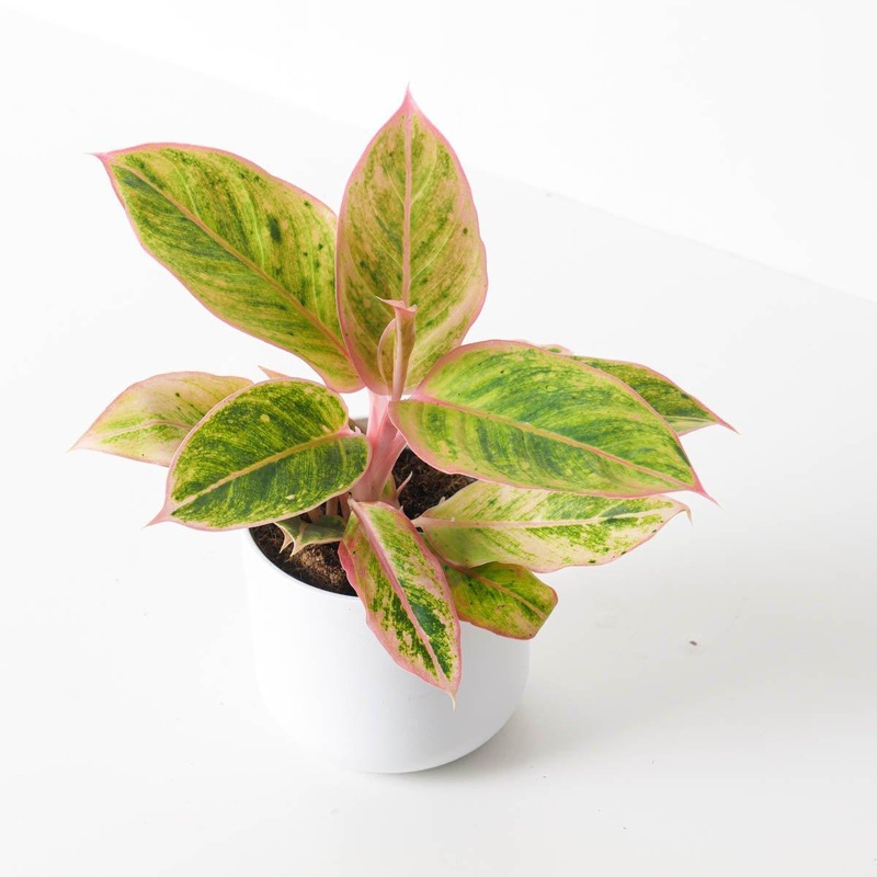 Aglaonema ‘Salmon Fantasy’|12cm