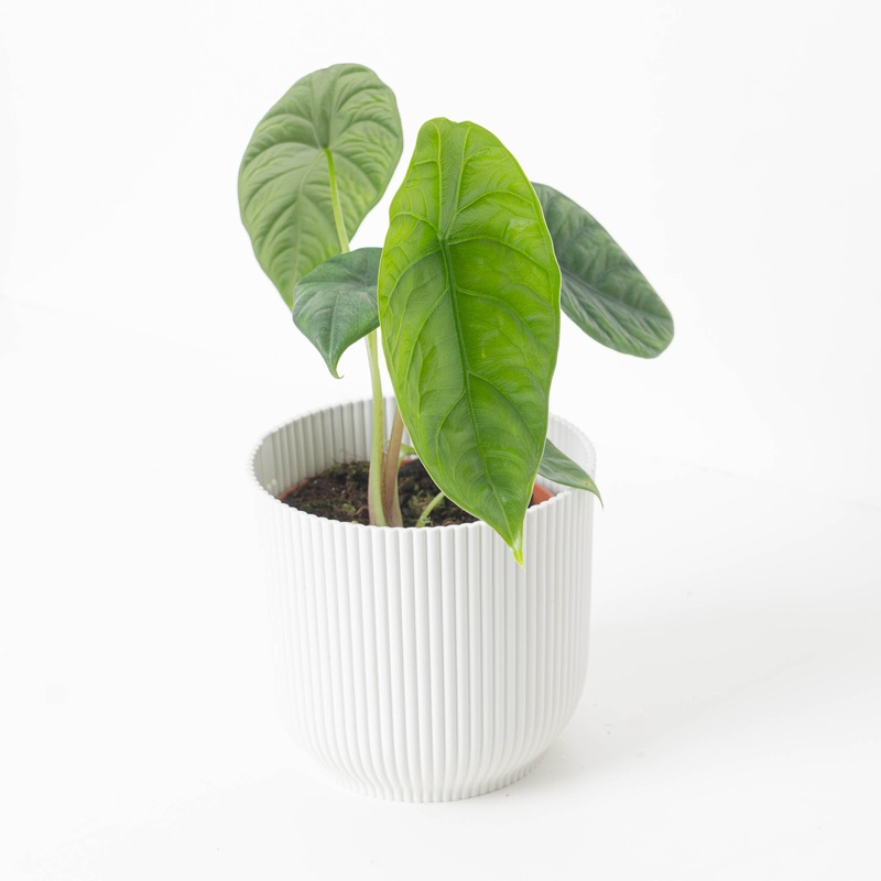 Alocasia puncakborneensis|14cm