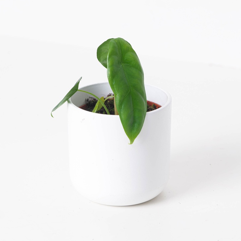 Alocasia Venusta|10.5cm|12cm