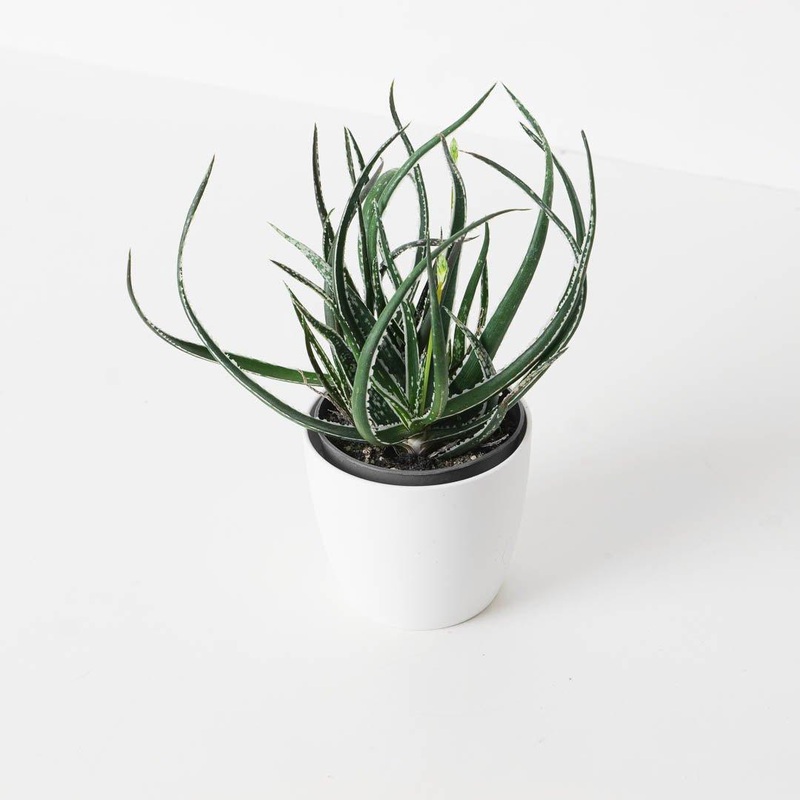 Aloe ‘Hummingbird’|9cm
