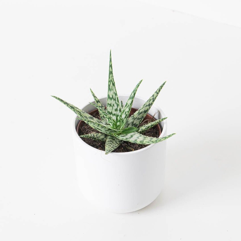 Aloe somaliensis|10.5cm