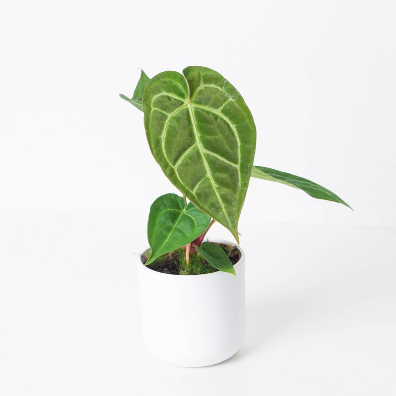Anthurium crystallinum x luxurians