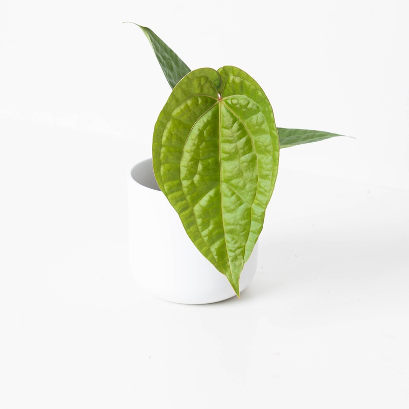 Anthurium magnificum x luxurians