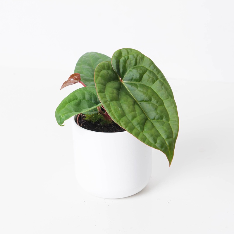 Anthurium Regale x Luxurians|10.5cm|14cm