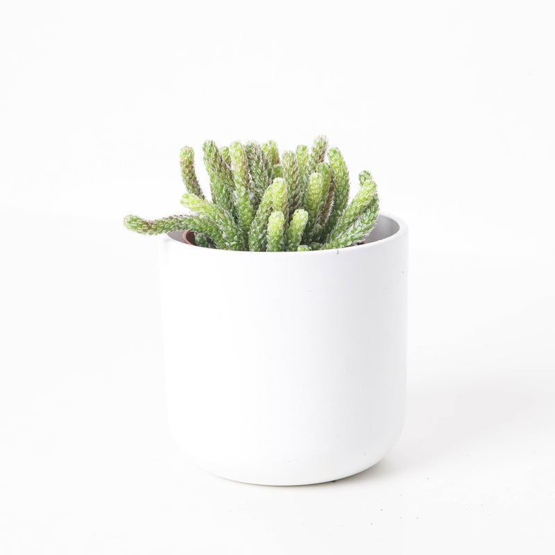 Avonia recurvata|8.5cm