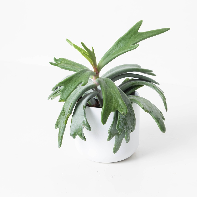 Cotyledon ‘Staghorn’|12cm