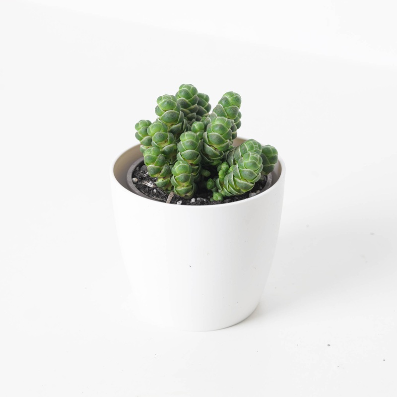 Crassula barklyi | Rattlesnake Tail