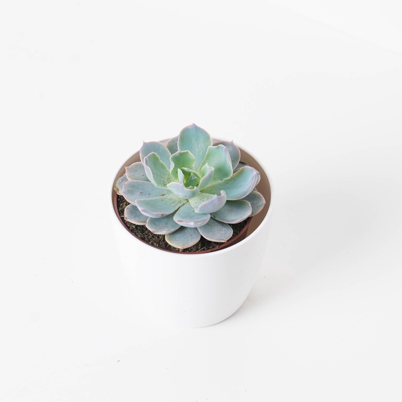 Echeveria Colorata|8cm