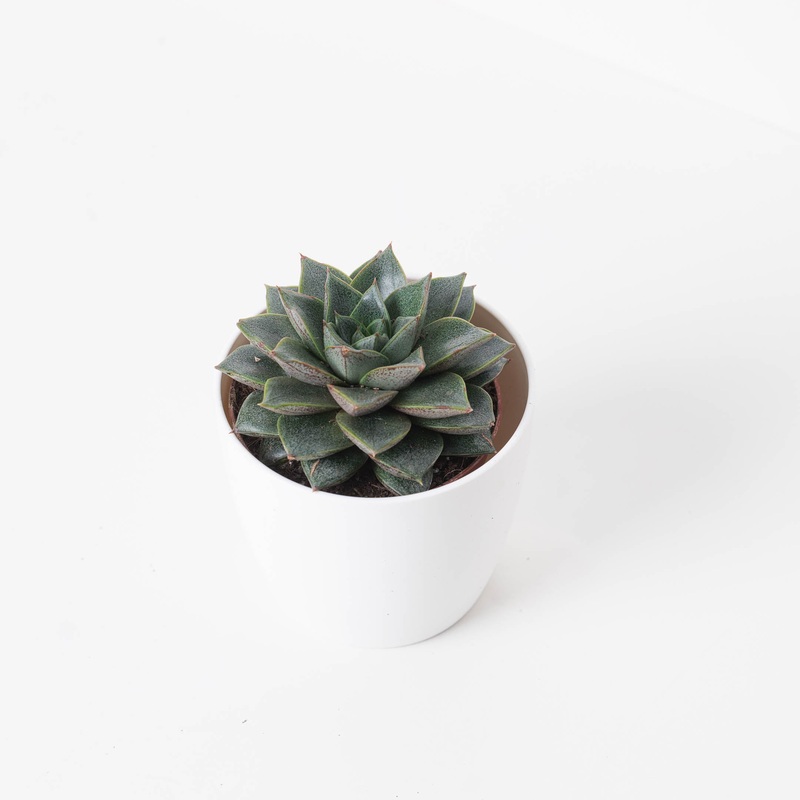 Echeveria Purpusorum|8.5cm|12cm