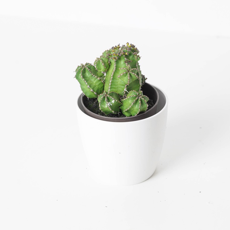 Euphorbia Macayendid|8.5cm