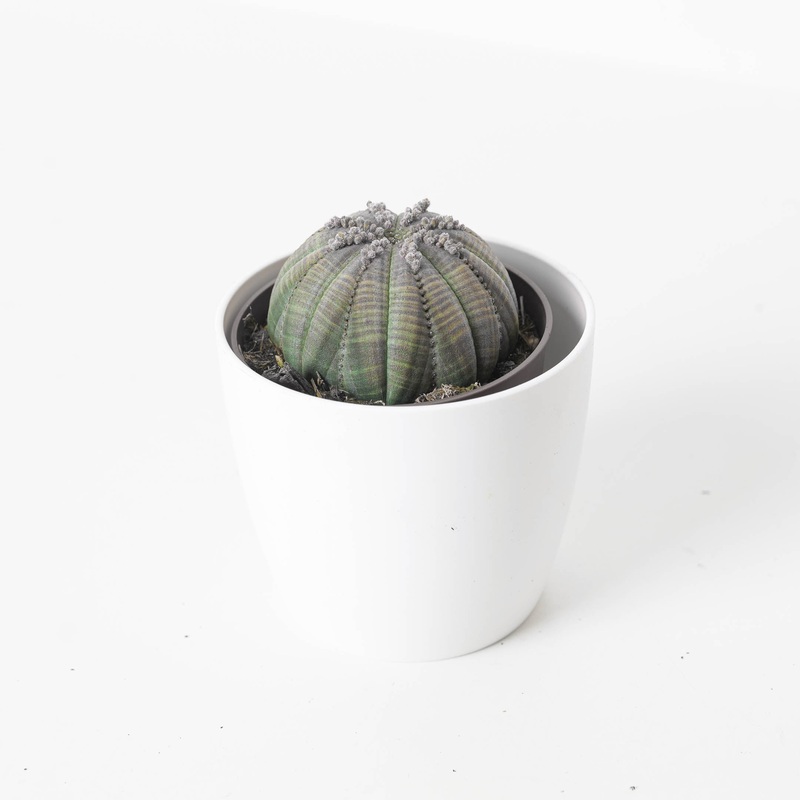 Euphorbia Obesa|8.5cm