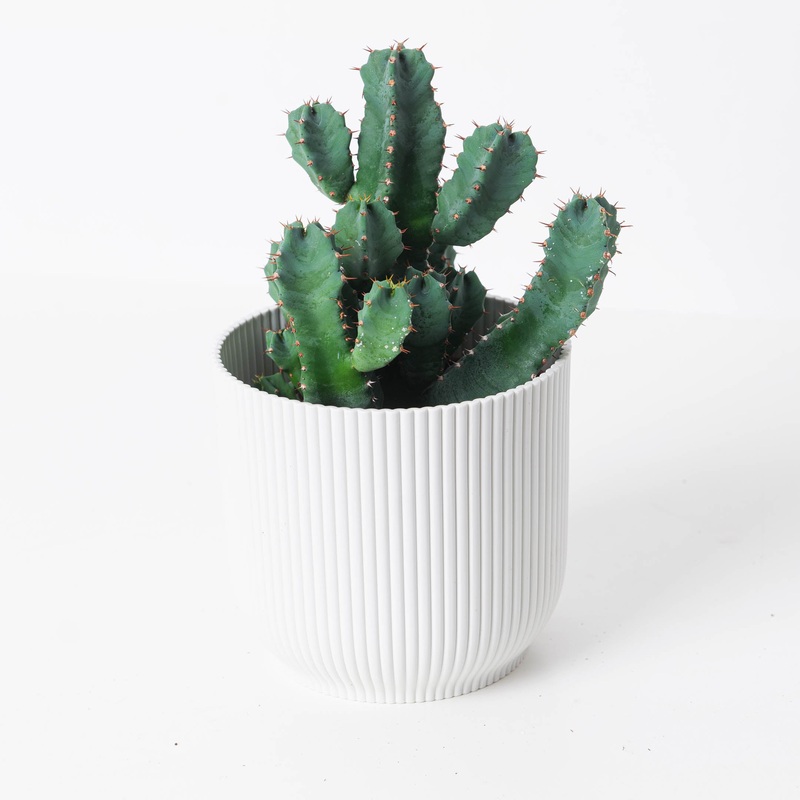 Euphorbia resinifera | African Spurge Plant