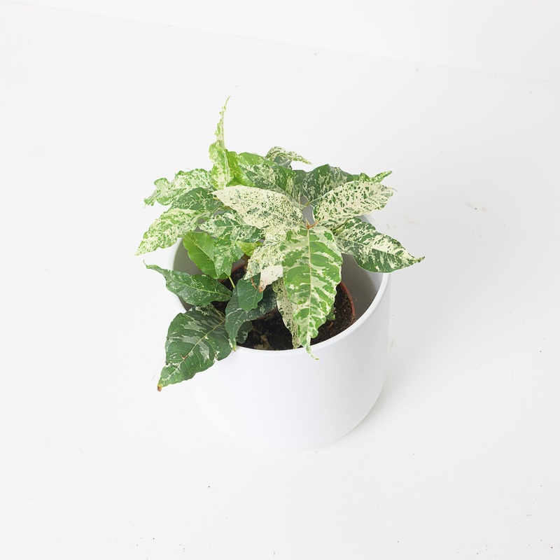 Ficus Aspera Variegated|10.5cm